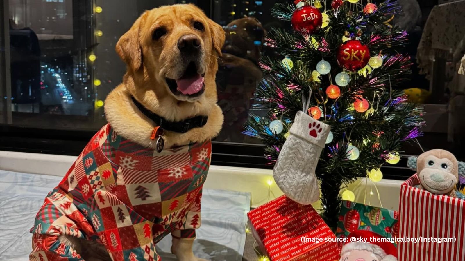 ‘पैसा वापस मिल सकता है, प्यार नहीं’: हैदराबाद से ऑस्ट्रेलिया तक पालतू कुत्ते का इमोशनल सफर