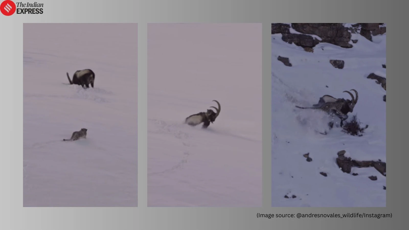 हिमाचल की बर्फीली चट्टानों पर हिम तेंदुआ आइबेक्स से चिपक गया, फोटोग्राफर ने बताया ‘मेरी ज़िंदगी का सबसे अच्छा वाइल्डलाइफ पल’